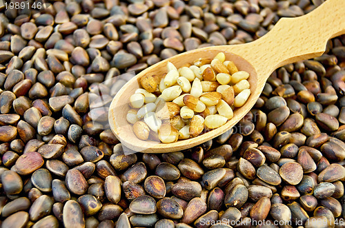 Image of Cedar nuts in a spoon
