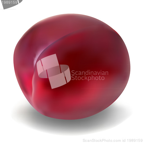 Image of Plum