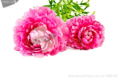 Image of Ranunculus asiaticus pink