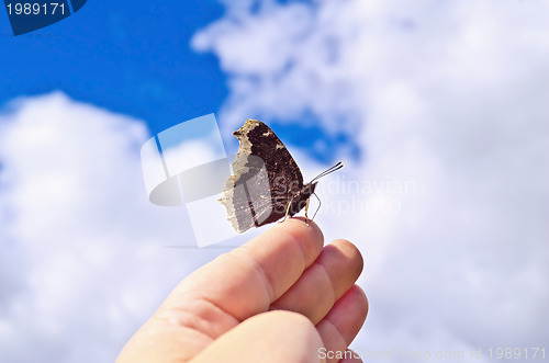 Image of Butterfly brown on a hand against the sky