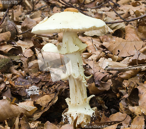 Image of False death cap