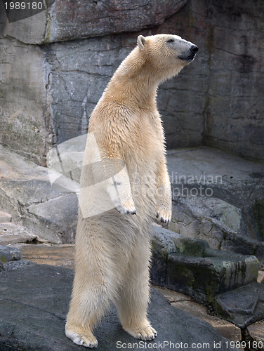 Image of Polar bear