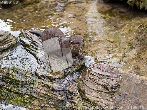 Image of Oriental Small-clawed Otter