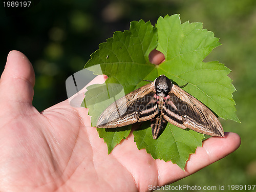 Image of Privet Hawk Moth