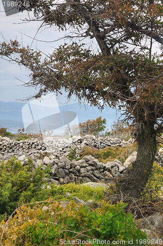 Image of Pastures, drystone walls near Rudine, Krk island, Croatia