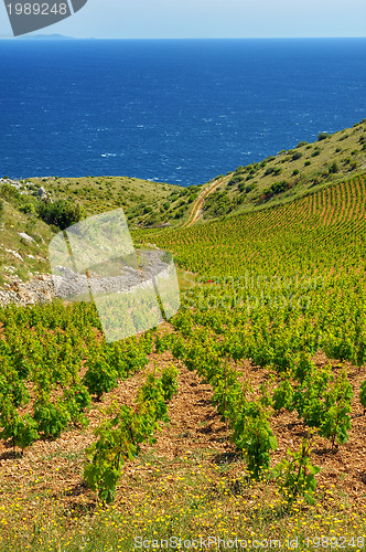 Image of Vineyards, southern coast of Hvar island, west of Sveta Nedjelja, Croatia