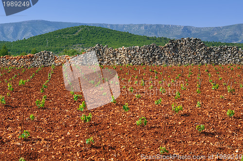 Image of New vineyards, north of Hvar island, Croatia