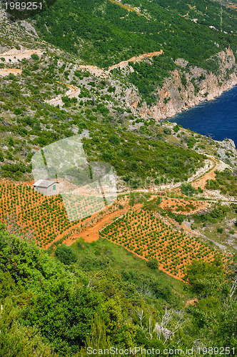 Image of Vineyards, southern coast of Hvar island, west of Sveta Nedjelja, Croatia