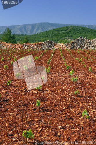Image of New vineyards, north of Hvar island, Croatia