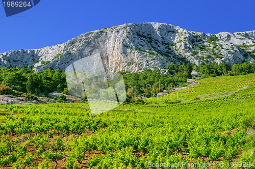 Image of Vineyards, southern coast of Hvar island, west of Sveta Nedjelja, Croatia