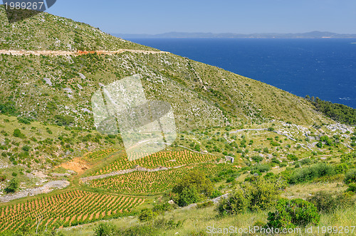 Image of Vineyards, southern coast of Hvar island, west of Sveta Nedjelja, Croatia