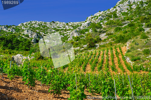 Image of Vineyards, southern coast of Hvar island, west of Sveta Nedjelja, Croatia