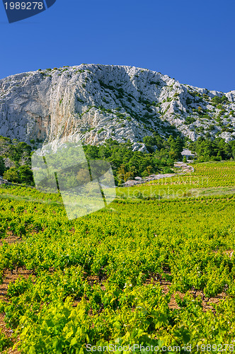 Image of Vineyards, southern coast of Hvar island, west of Sveta Nedjelja, Croatia