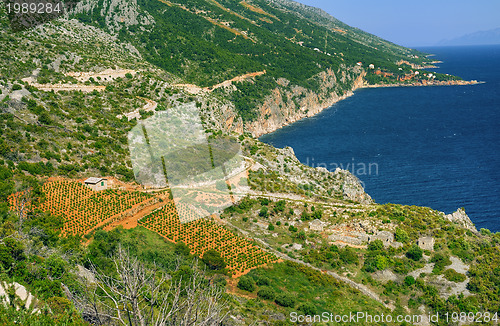 Image of Vineyards, southern coast of Hvar island, west of Sveta Nedjelja, Croatia