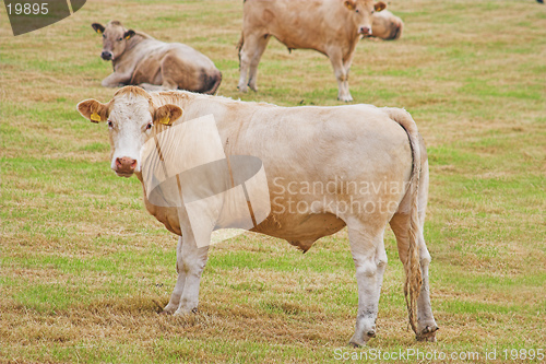 Image of Bullocks