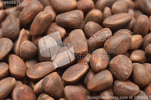 Image of cedar nuts