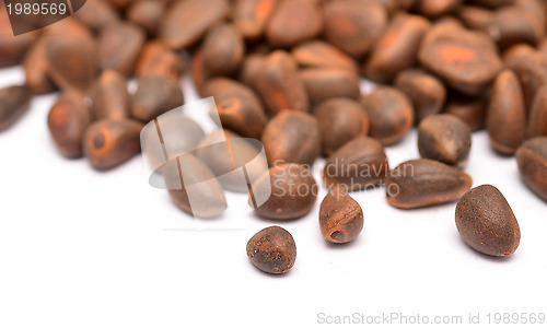 Image of cedar nuts