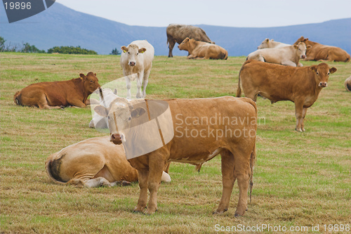 Image of A herd of young bulls