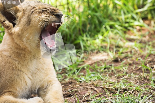 Image of Lion Cub #1
