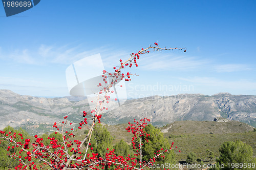 Image of Medicinal plant