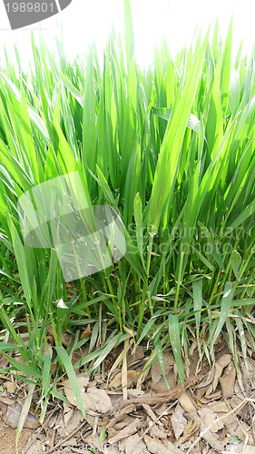 Image of Green wheat