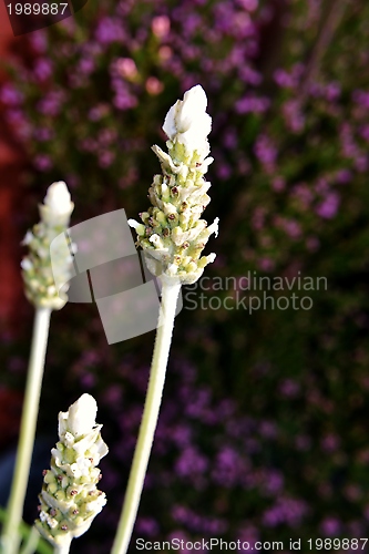 Image of White Lavender