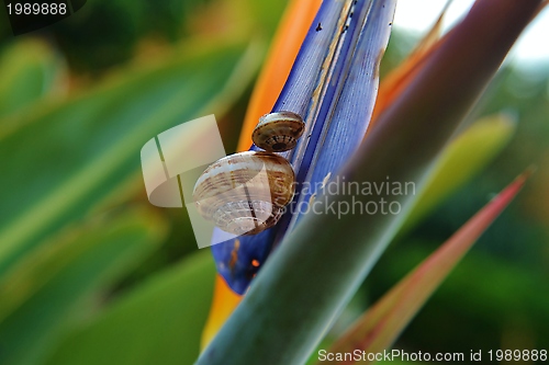 Image of snails on Strelitzia Reginae