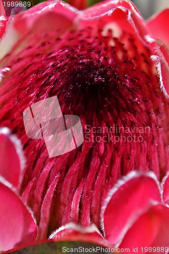 Image of Protea blossom