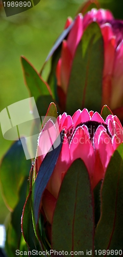 Image of Protea blossom