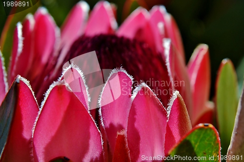 Image of Protea blossom