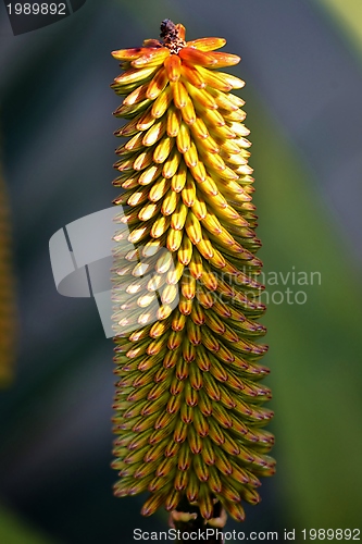 Image of Aloe vera flower buds