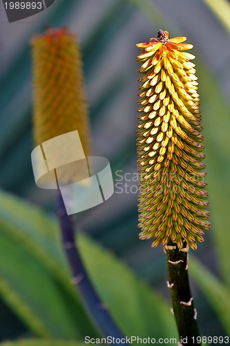 Image of Aloe vera flower buds