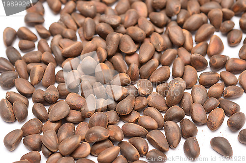 Image of cedar nuts