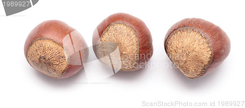 Image of hazelnuts