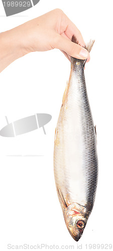 Image of herring in hand