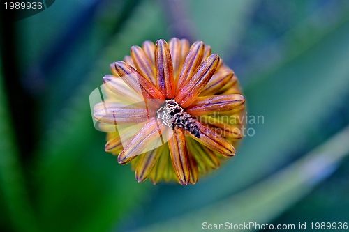 Image of Aloe vera flower buds