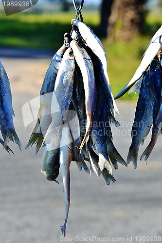 Image of Bokkoms dried fish
