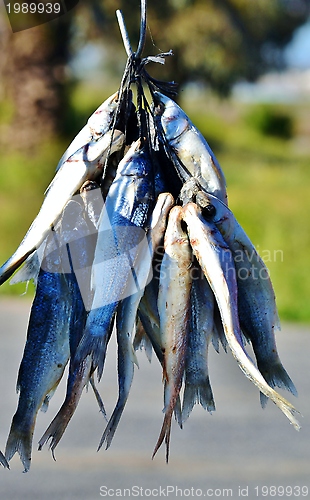 Image of Bokkoms dried fish