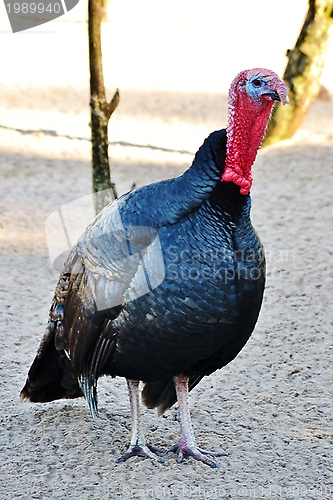 Image of Black Turkey