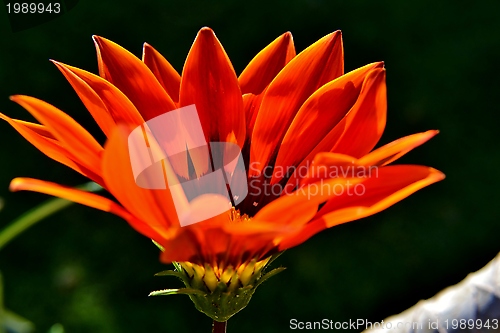 Image of Gazania krebsiana flower