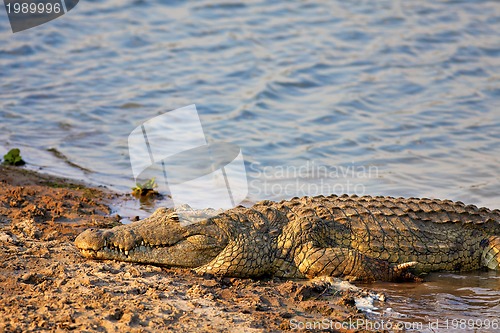 Image of Nile Crocodile