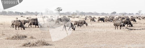 Image of Wild African Buffalo