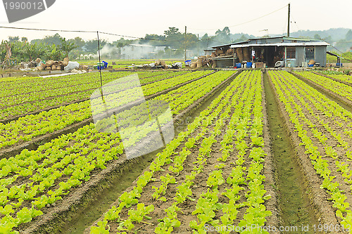 Image of Farmland