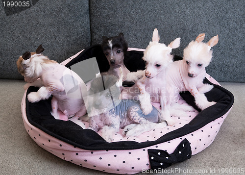 Image of chinese crested puppy dogs