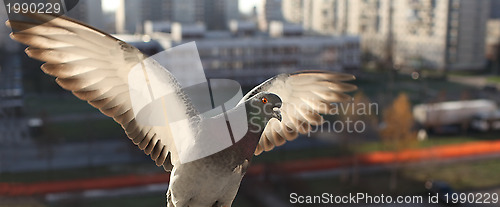 Image of fly doves