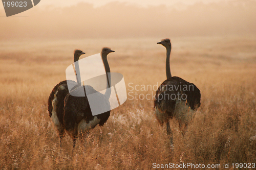 Image of Three Ostriches