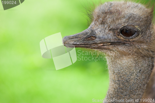 Image of ostrich #3