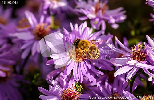 Image of Working Bee