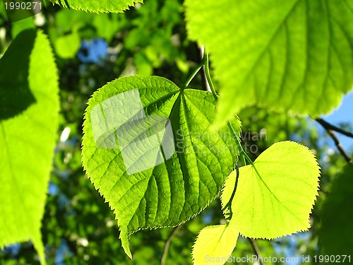 Image of Green foliage of spring tree