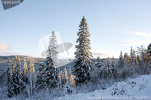 Image of Winter landscape